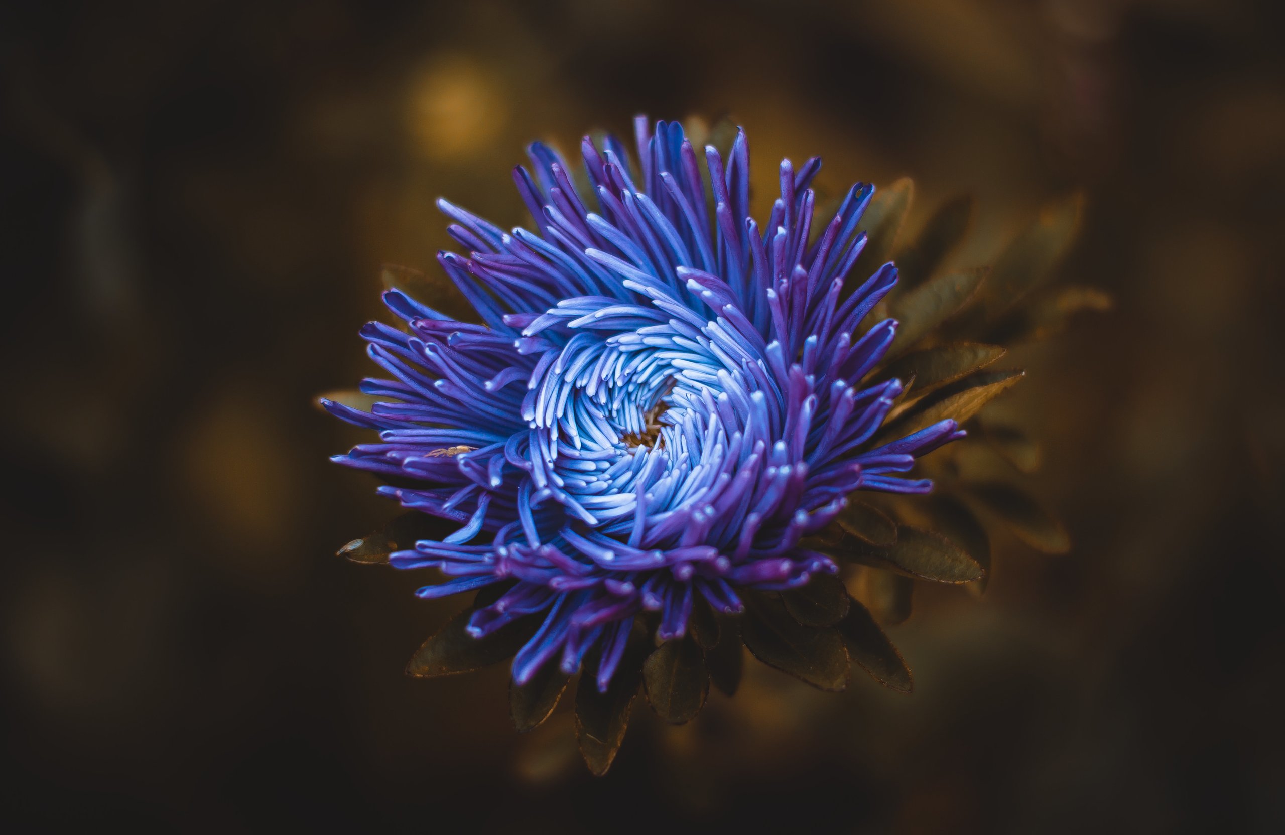 Blue-Violet Aster in Garden Close-Up - Wallpapers for Apple MacBook Air 13 M2″ in 2560x1664 resolution