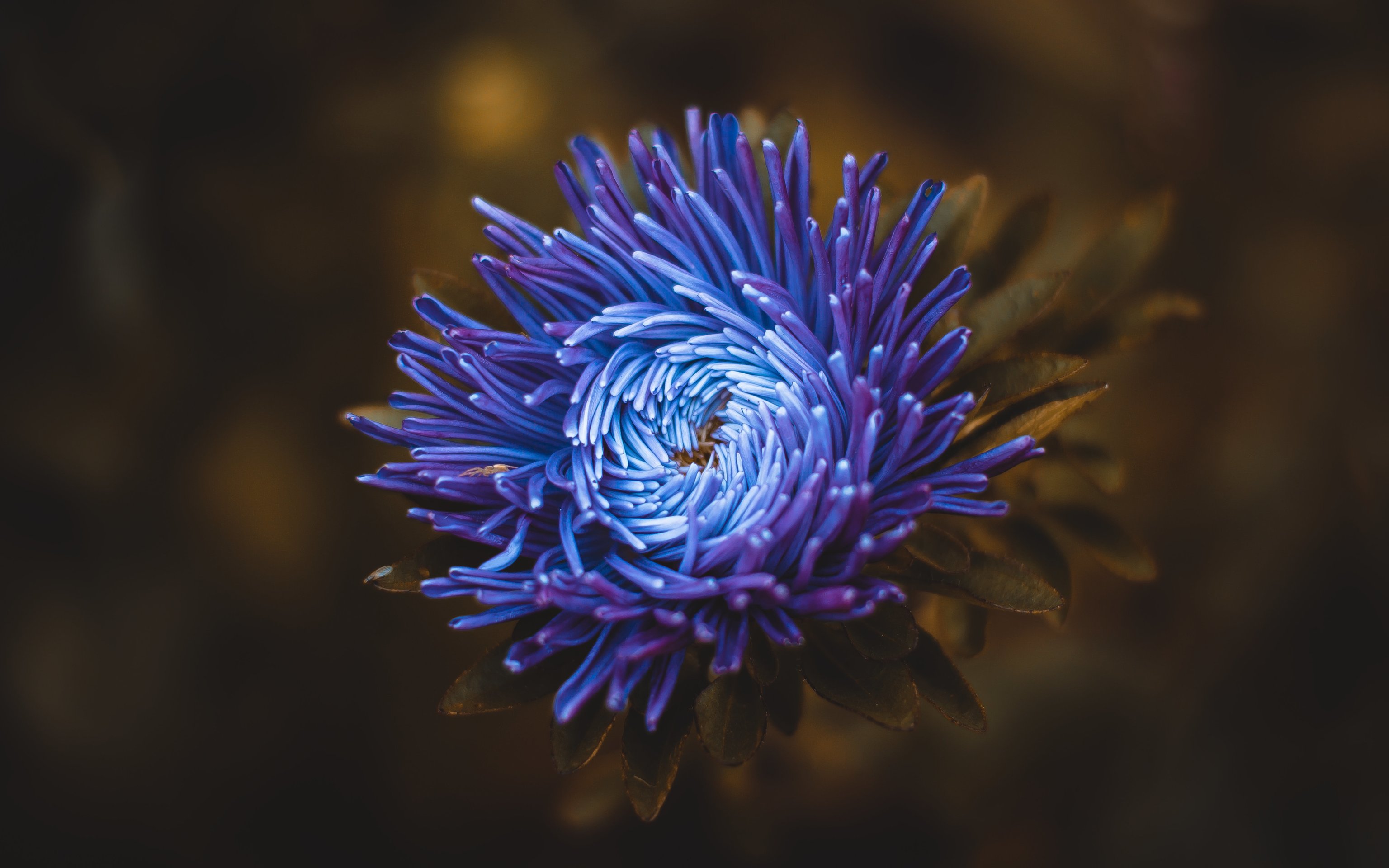 Blue-Violet Aster in Garden Close-Up - Wallpapers for Apple MacBook 16″ in 3072x1920 resolution