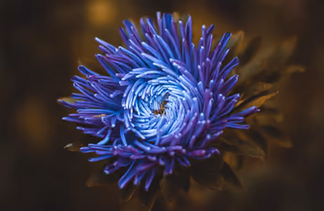 Nature wallpapers: aster, petals, garden, blur