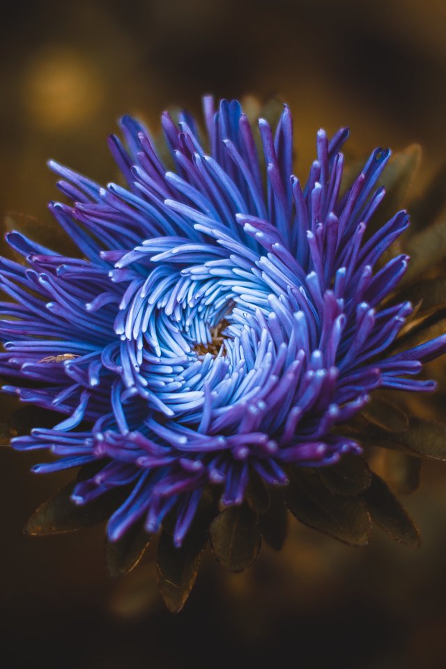 Blue-Violet Aster in Garden Close-Up - Wallpapers for iPhone 4/4S in 640x960 resolution