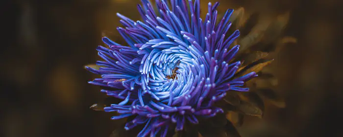 5K2K UltraWide 21:9 Macro wallpapers (5120x2160): aster, petals, garden, blur