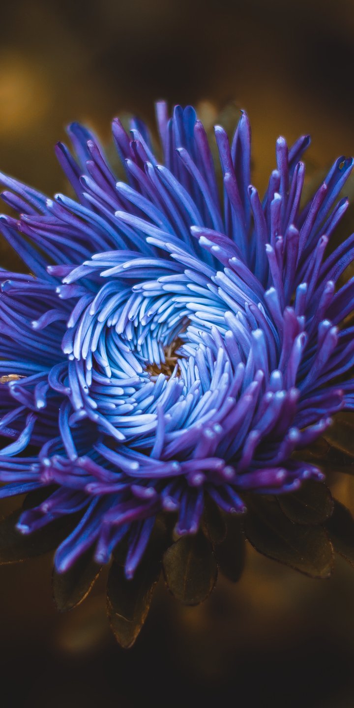 Blue-Violet Aster in Garden Close-Up - Wallpapers for Samsung Galaxy A03s, Xiaomi Redmi 7A, POCO C3 in 720x1440 resolution