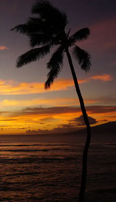 Wallpapers for iPhone 18 Pro/18/17 Pro/17/16 Pro (1206x2622): sunset, palms, ocean, silhouette