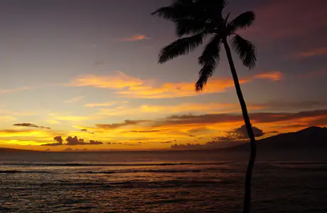XVGA wallpapers (1024x768): sunset, palms, ocean, silhouette