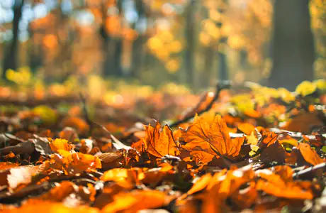 Wallpapers for Samsung Galaxy Tab S9+ (2800x2800): autumn, autumn leaves, forest, sunshine