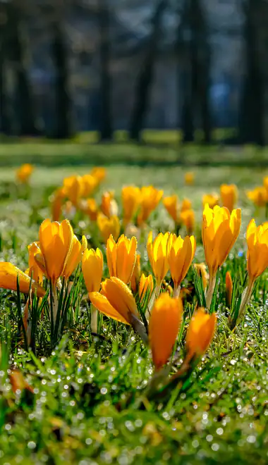Wallpapers for Samsung Galaxy A13/A14/A53, Realme 12 Pro 5G, POCO M5 (1080x2408): crocuses, spring, field, dew