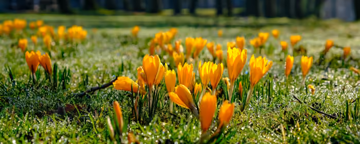 UltraWide 32:9 обои весна (3840x1080): крокусы, весна, поле, роса