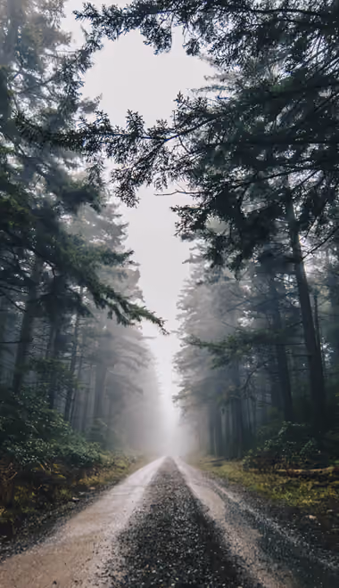 Nature wallpapers: forest, path, trees, fog