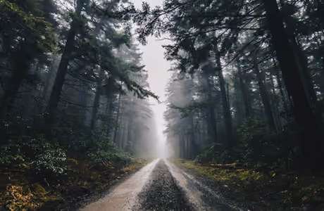 Nature wallpapers: forest, path, trees, fog