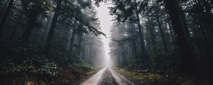 Nature wallpapers: forest, path, trees, fog