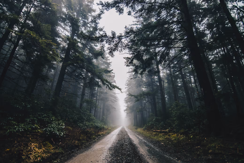 Foggy Forest Path Between Trees - 4K PC Wallpapers in 3840x2160 resolution