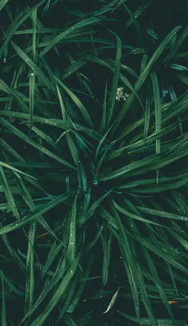 Wallpapers for Samsung Galaxy S22 Ultra/S23 Ultra (1440x3088): grass, dew, drops, macro