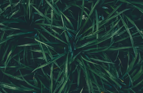 WSVGA Dew wallpapers (1024x600): grass, dew, drops, macro