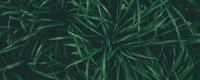5K2K UltraWide 21:9 wallpapers (5120x2160): grass, dew, drops, macro