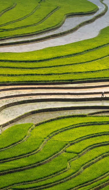 Field Wallpapers for iPhone 4/4S (640x960): rice fields, agriculture, water, panorama