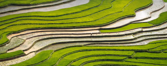 Nature wallpapers: rice fields, agriculture, water, panorama