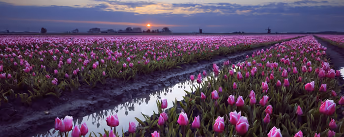 Nature wallpapers: tulip, field, sunset, canal