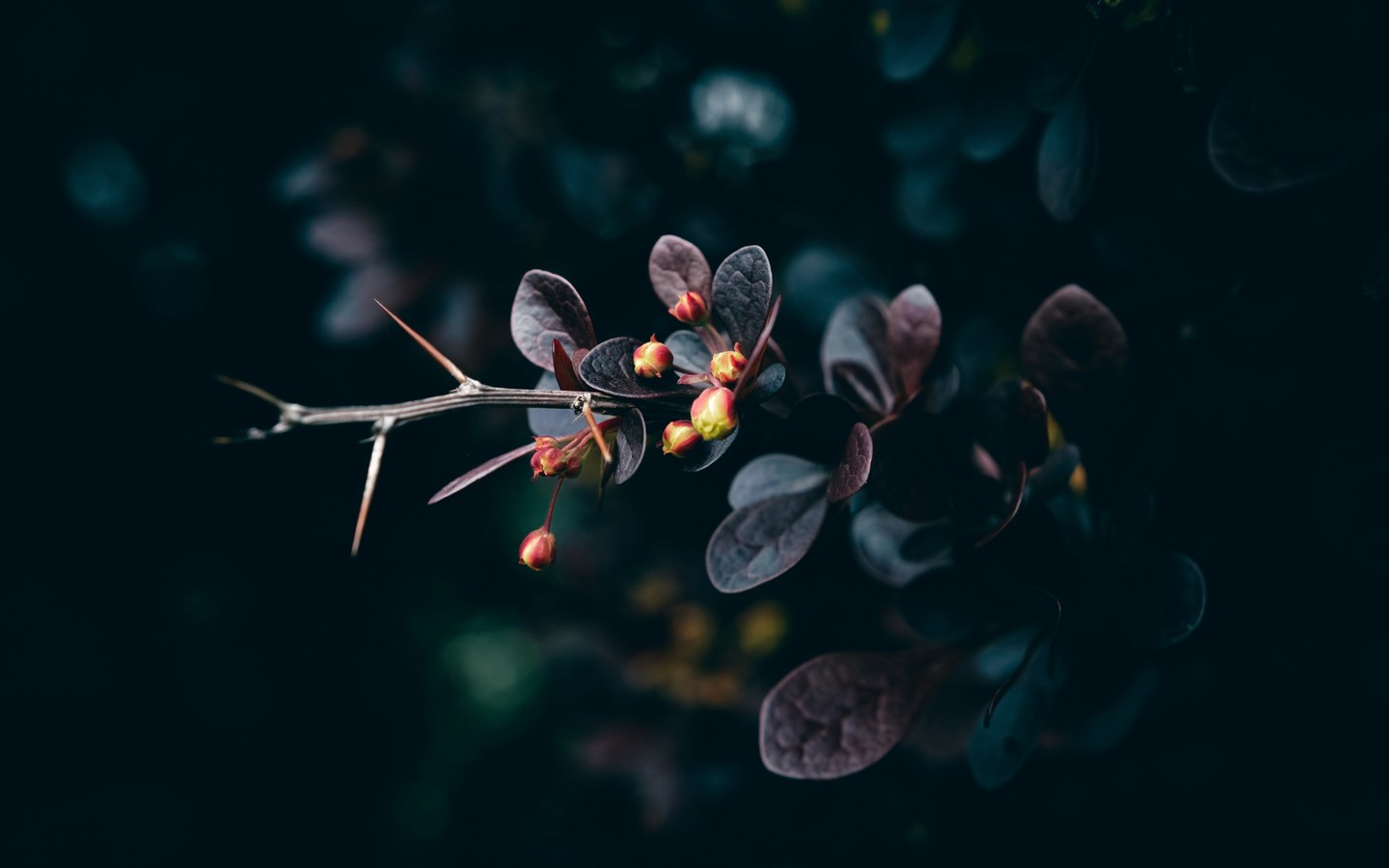 Delicate Plant with Red Buds and Dark Leaves