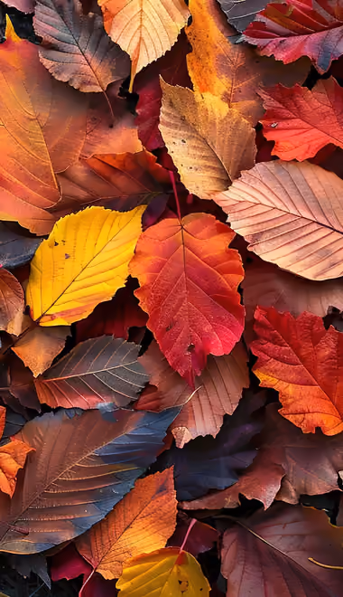Pattern Wallpapers for Honor/Huawei (1080x2376): autumn leaves, leaves, pattern, texture
