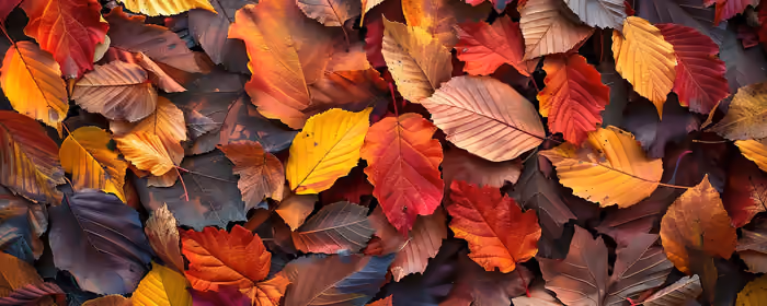 UltraWide 21:9 Pattern wallpapers (3440x1440): autumn leaves, leaves, pattern, texture