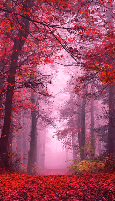 Обои для iPhone 4/4S (640x960): осень, лес, осенние листья, тропа