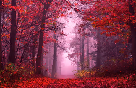 Autumn Wallpapers for MacBook Neo (2408x1506): autumn, forest, autumn leaves, path