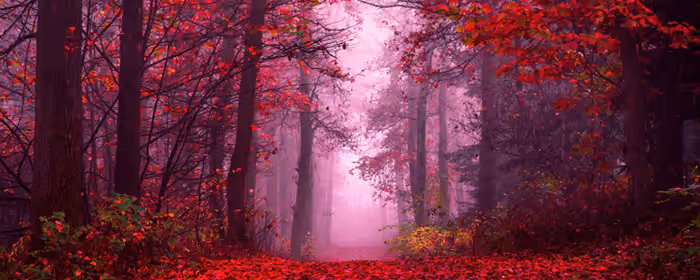 5K2K UltraWide 21:9 Autumn wallpapers (5120x2160): autumn, forest, autumn leaves, path