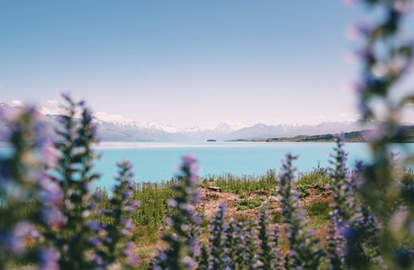 Beautiful Floral Landscape by Tranquil Lake