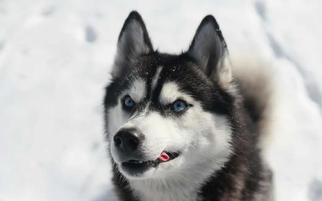 Siberian husky with blue eyes — desktop and phone wallpaper, free download