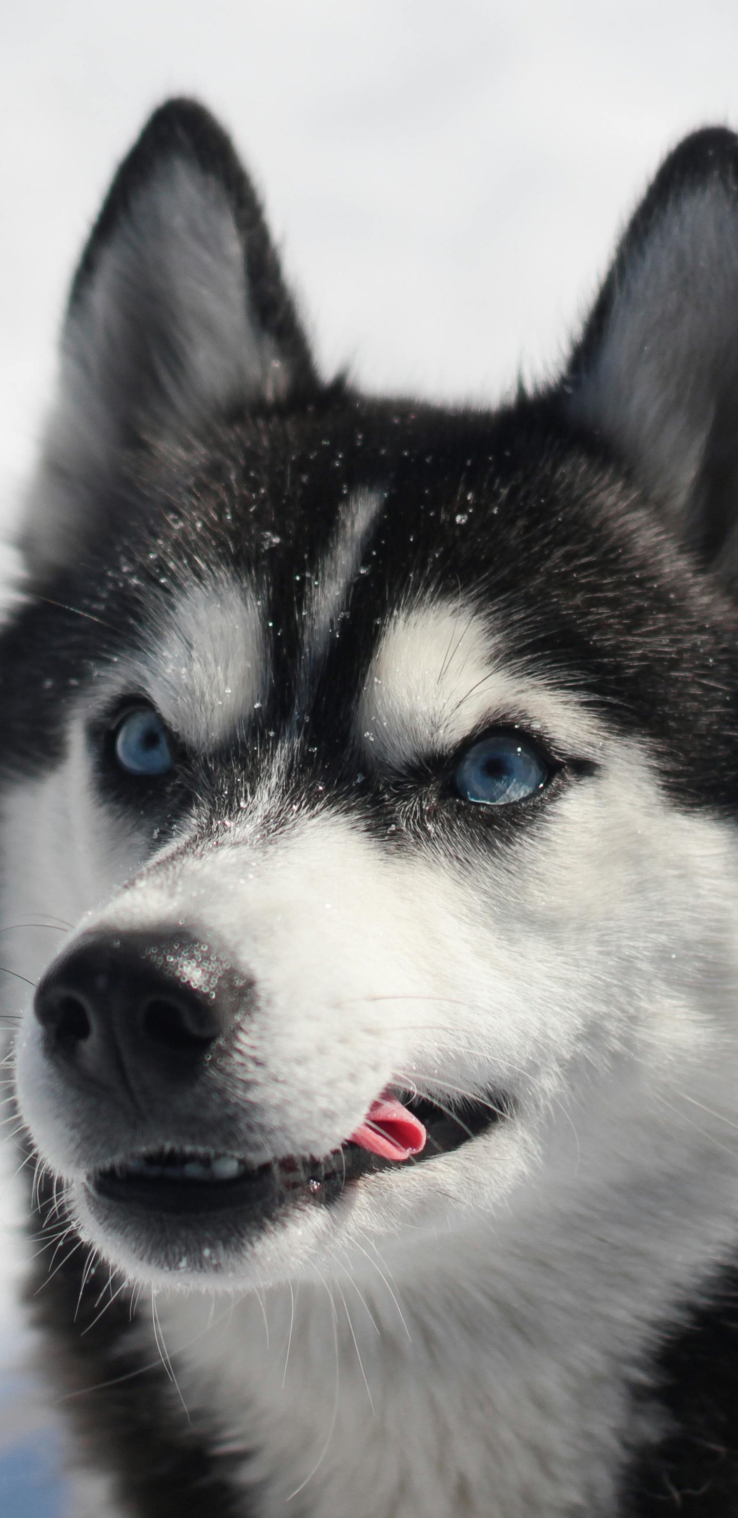 Siberian husky with blue eyes - Wallpapers for Samsung Galaxy S8/S8+/Note 8/S9/S9+/Note 9 in 1440x2960 resolution