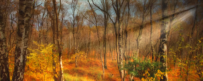 5K2K UltraWide 21:9 Forest wallpapers (5120x2160): autumn, forest, birch, leaves