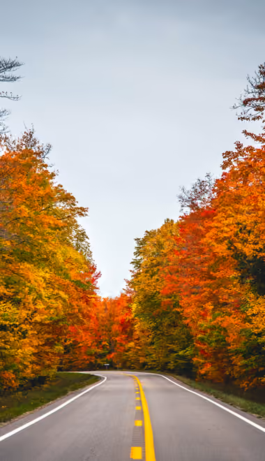 Trees Wallpapers for Samsung (360x740): autumn, road, forest, trees