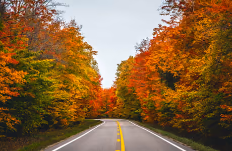 Trees Wallpapers for Apple iPad 1 (1024x1024): autumn, road, forest, trees