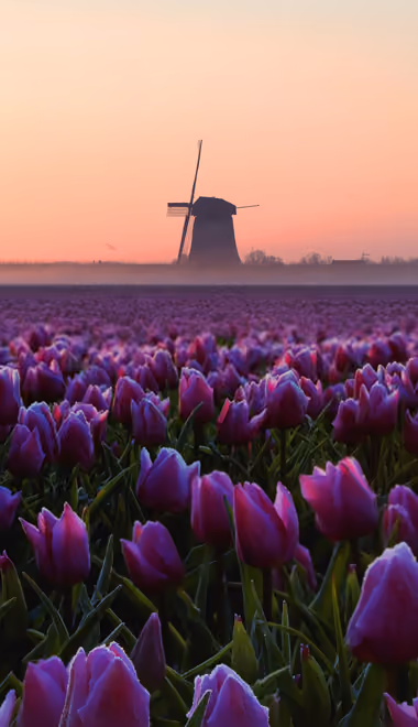 Tulips Wallpapers for iPhone 18 Pro/18/17 Pro/17/16 Pro (1206x2622): tulips, windmill, fog, sunset