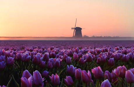 Landscape Wallpapers for iPad mini 8.3″ (2266x2266): tulips, windmill, fog, sunset
