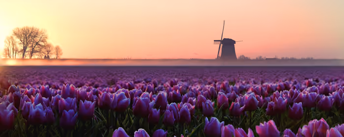 UltraWide 32:9 Windmill wallpapers (3840x1080): tulips, windmill, fog, sunset