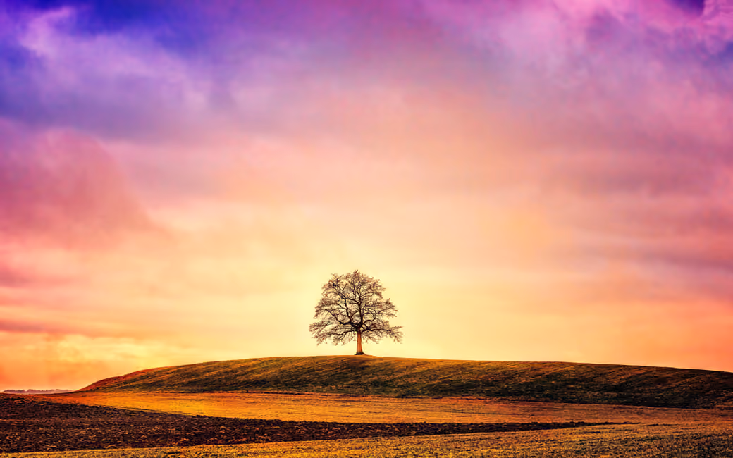 Lone Tree Under a Colorful Sunset — desktop and phone wallpaper, free download