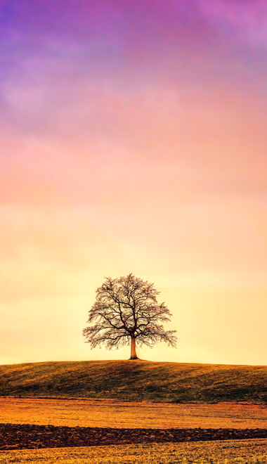 Trees Wallpapers for Samsung (360x740): colorful sunset, field, trees, hills