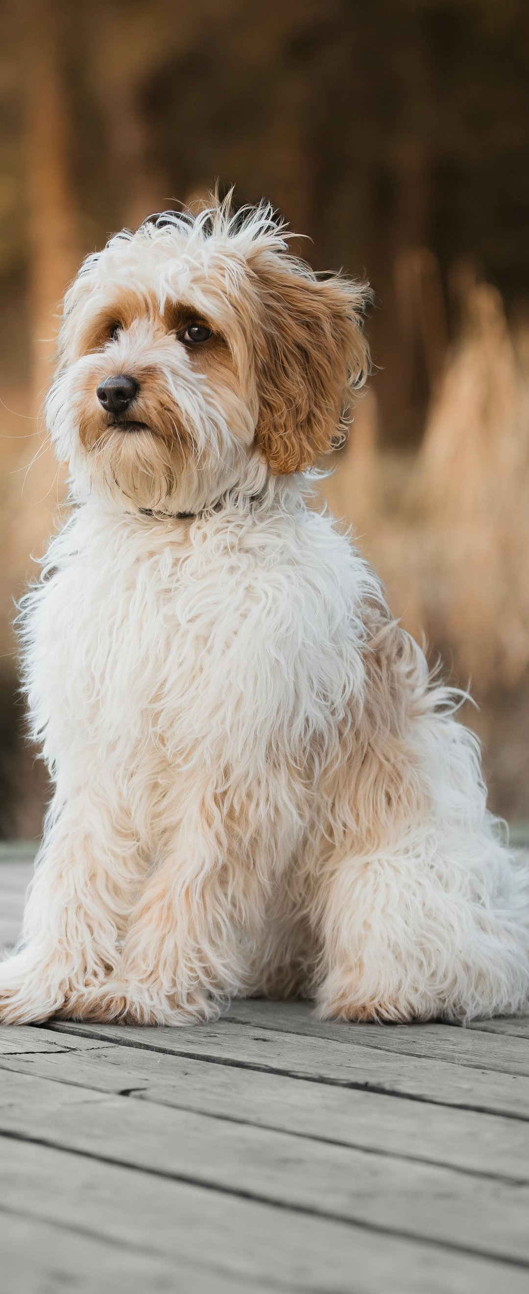 Labradoodle sitting by the lake - Wallpapers for Samsung Galaxy Z Flip6, Motorola Razr 2025 in 1080x2640 resolution