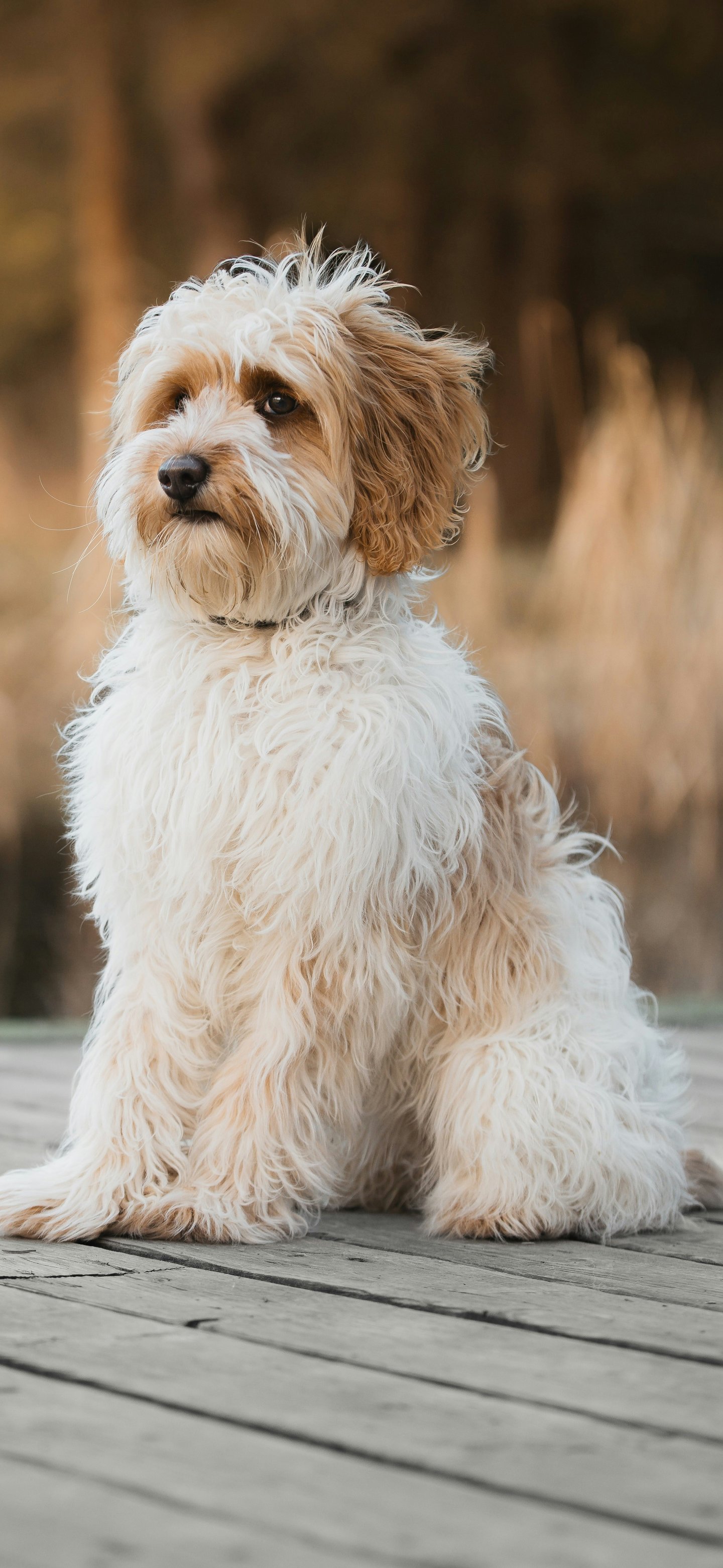 Labradoodle sitting by the lake - Wallpapers for Samsung Galaxy S24/S24 Ultra/S25 Ultra/S25+/S26 Ultra in 1440x3120 resolution