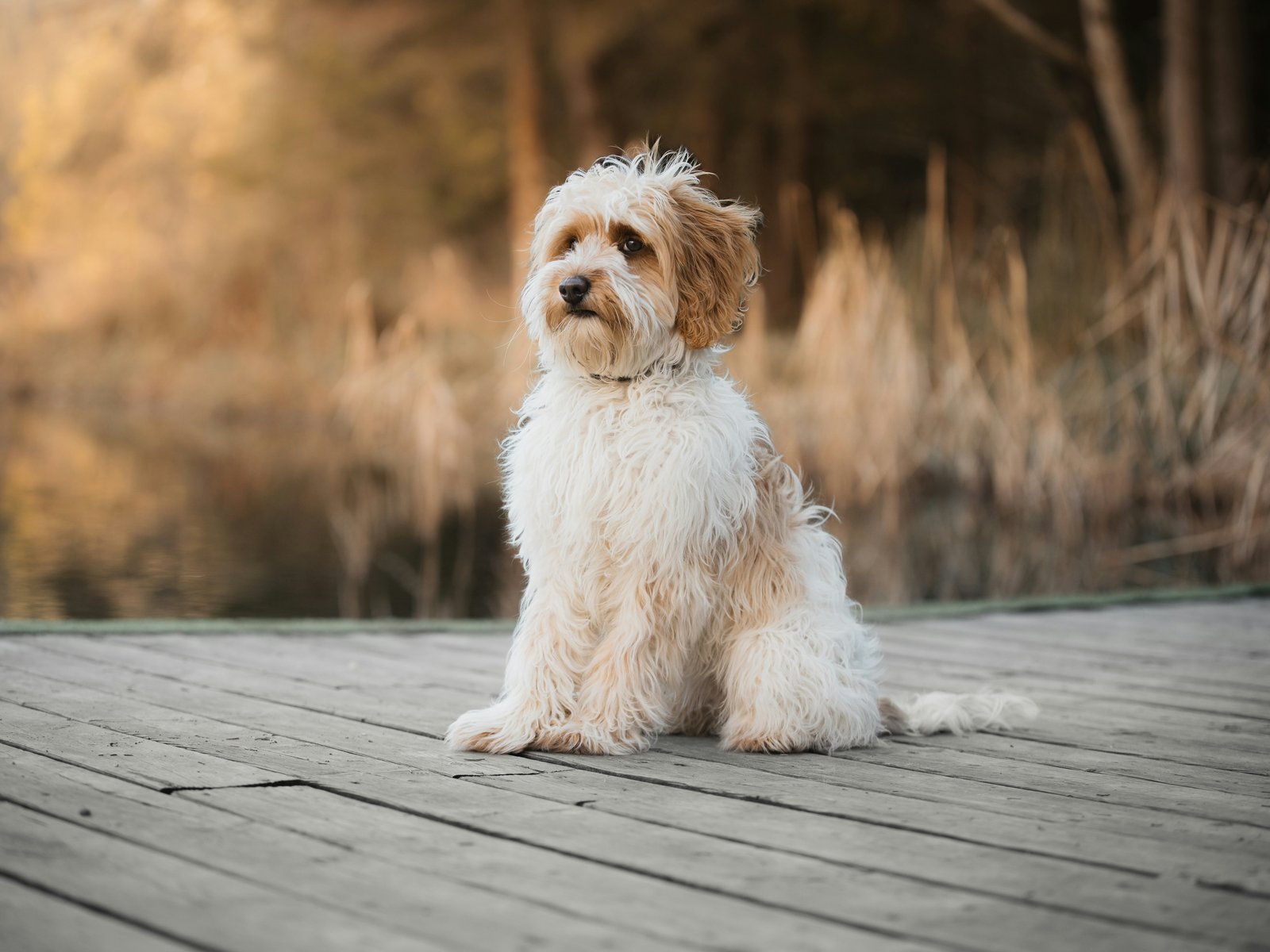 Labradoodle sitting by the lake - UXGA wallpapers in 1600x1200 resolution