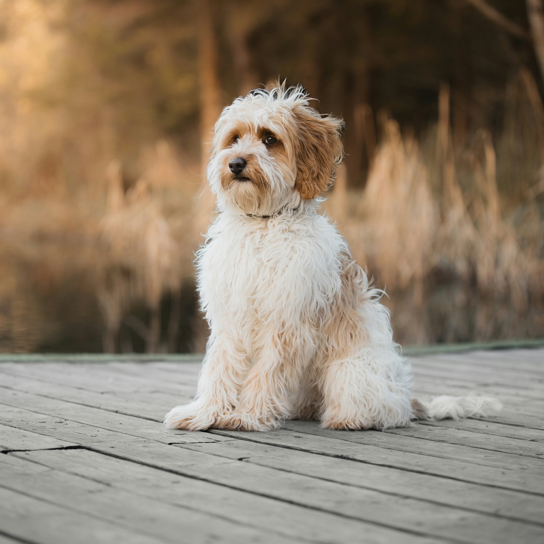 Labradoodle sitting by the lake - Wallpapers for iPad 10.2″ in 2160x2160 resolution
