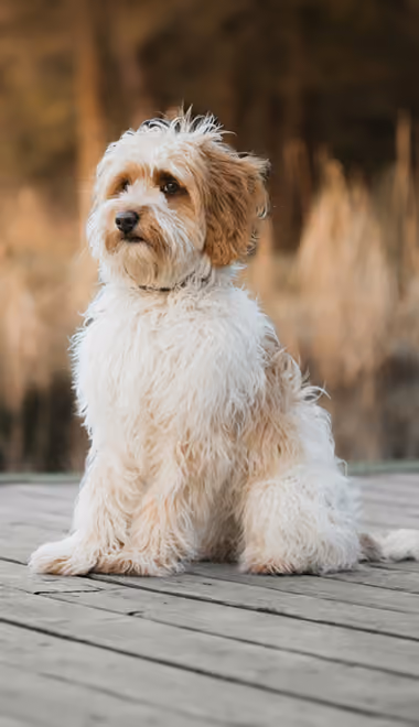 Animals wallpapers: dog, labradoodle, lake, autumn