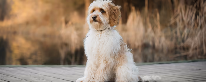 Animals wallpapers: dog, labradoodle, lake, autumn