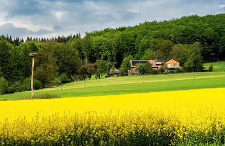 Nature wallpapers: spring, field, forest, flowers