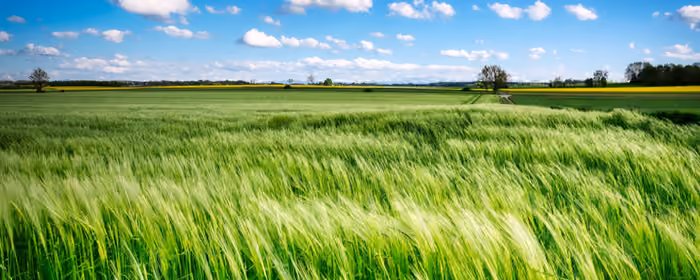 UltraWide 32:9 обои природа (3840x1080): рожь, поле, небо, облака