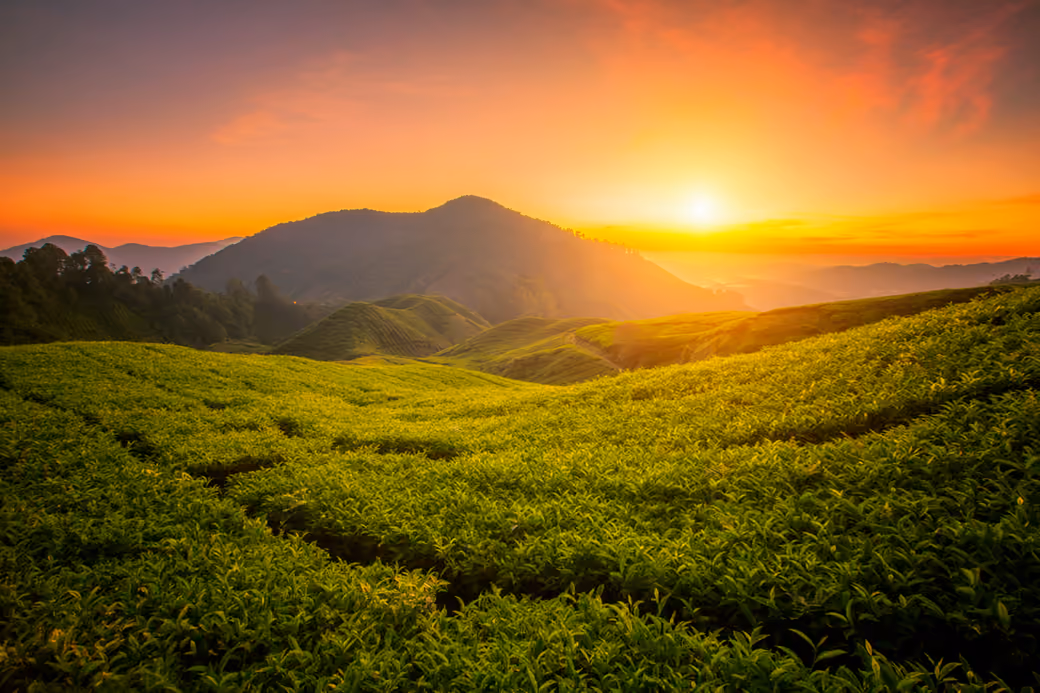 Sunset Panorama Over Tea Fields — desktop and phone wallpaper, free download