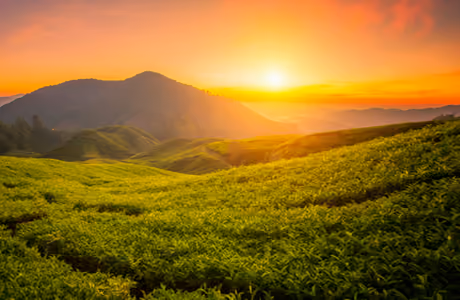 Wallpapers for Apple iPad 1 (1024x1024): tea fields, sunset, evening, panorama