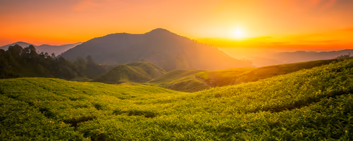 UltraWide 32:9 обои природа (3840x1080): чайные поля, закат, вечер, панорама