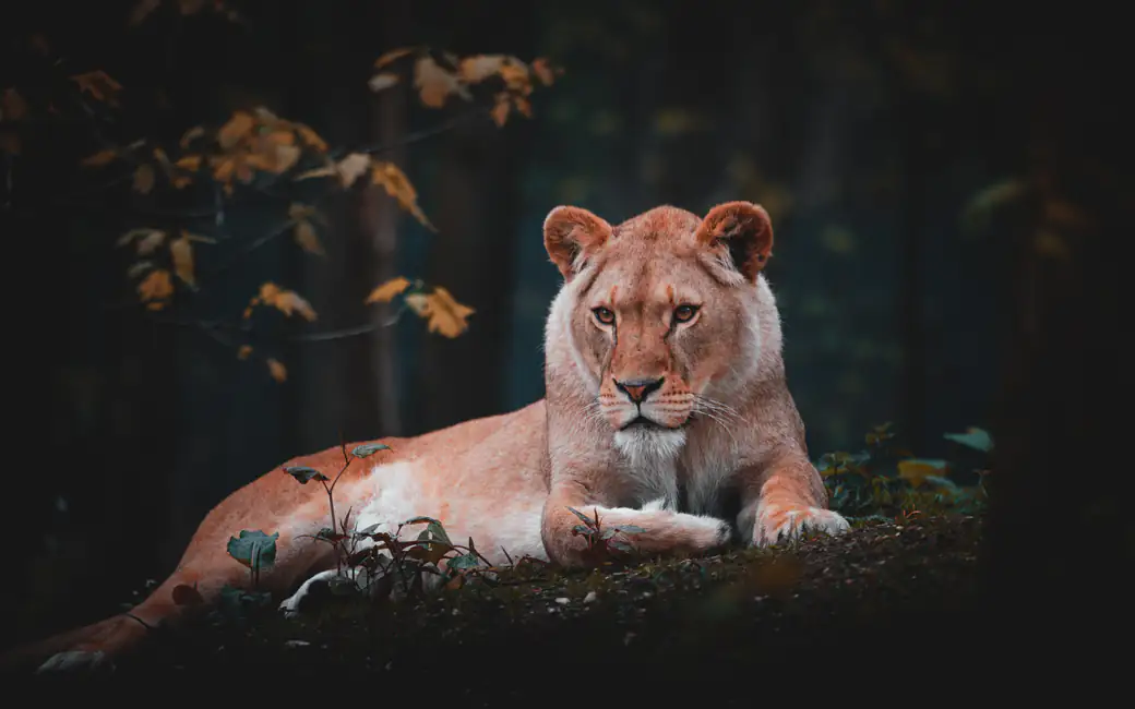 Lioness resting in forest — desktop and phone wallpaper, free download
